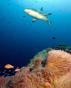shark reef diving tourism