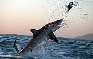 shark week 2010 leaping great white breach