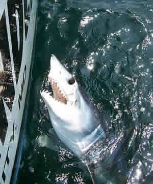 shortfin mako shark fishing