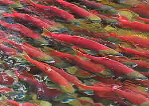 sockeye salmon spawning