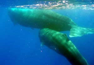 sperm whales dominica