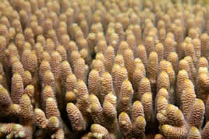 staghorn coral genome Acropora millepora