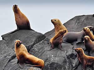 steller sea lion