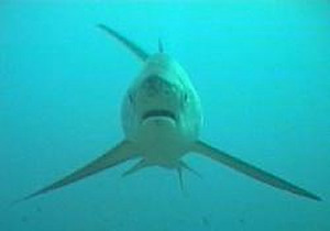 thresher shark pelagic