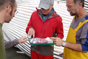 throat pouch fin whale