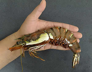 tiger shrimp gulf mexico