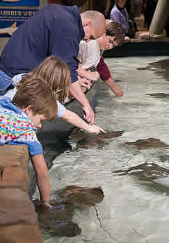 touching exhibit georgia aquarium
