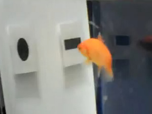 train goldfish recognize objects