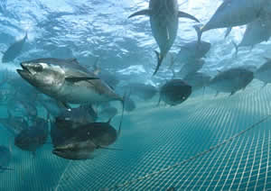 tuna farm net