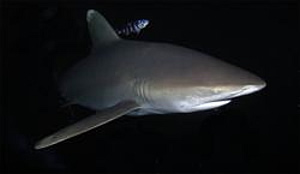 white tip shark night dive