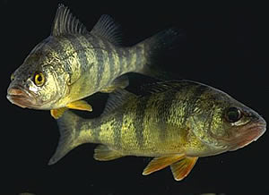 yellow perch