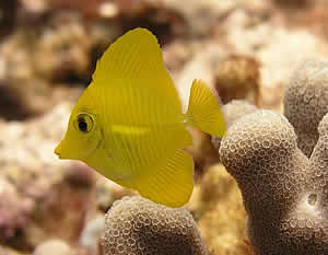 yellow tang