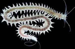 Platynereis worm