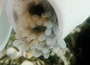 eggs Caribbean pygmy octopus