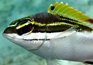 fish head parasite