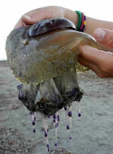 fried egg jellyfish