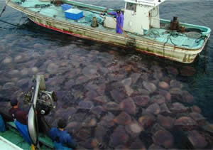 giant jellyfish bloom japan