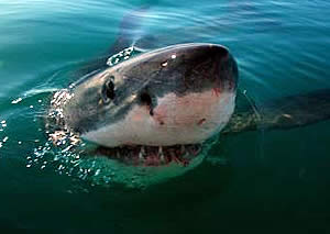 great white shark nose