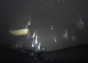 hanging anemone iceshelf