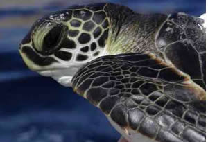 juvinile sea turtle