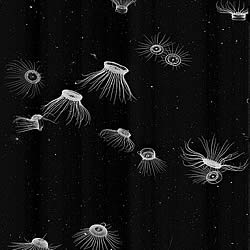 plankton Portal medusa jellyfish
