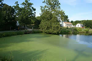 pond scum algae
