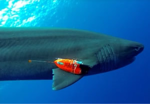 shark flight data recorder
