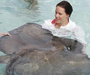 stingray city caymans