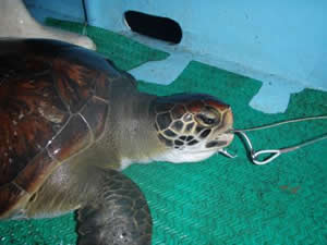 turtle bycatch fishing costa rica