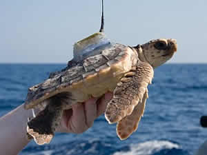 turtle lost years sargassum current ocean