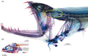 dragonfish head joint