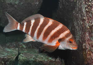 Banded morwong