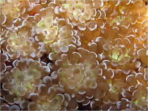 Euphyllia new bubble coral