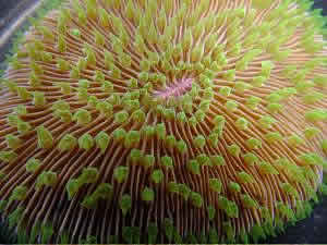 Fungia coral