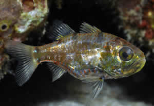 Siphamia cardinalfish