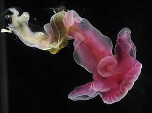 Southern Purple Wings of Enteropneust