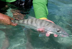bonefish spawning