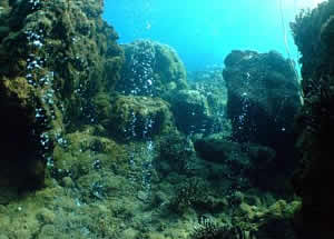 champagne reef acidification