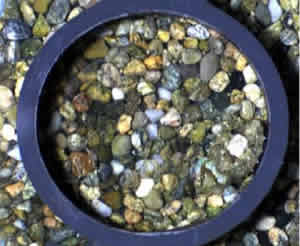 cuttlefish camouflage