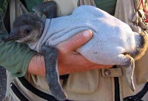 feather loss disorder penguin naked