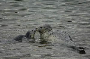 harbor seal pup