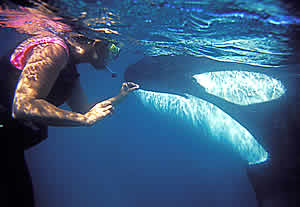 ingrid visser killer whales swims