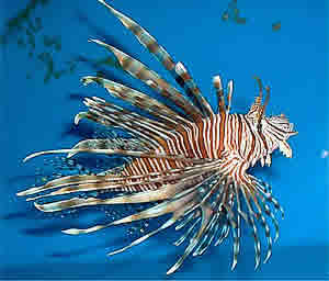 invasive lionfish