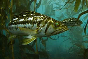 kelp bass