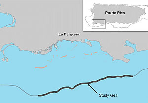 la parguera puerto rico coral reef