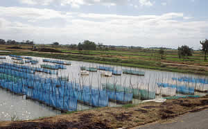 thailand fish farm