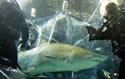 alishark