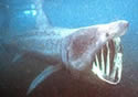 baskingshark