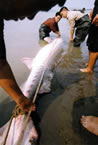 chinesesturgeon