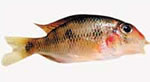 cichlid